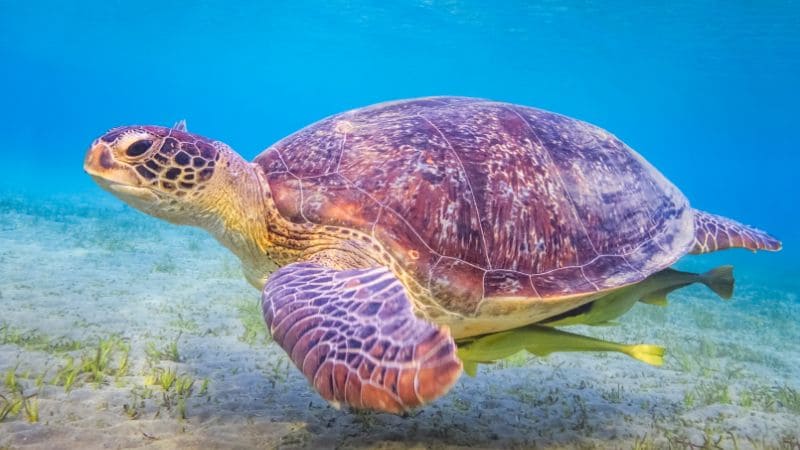 Sea turtle gliding through clear waters in Marsa Alam.