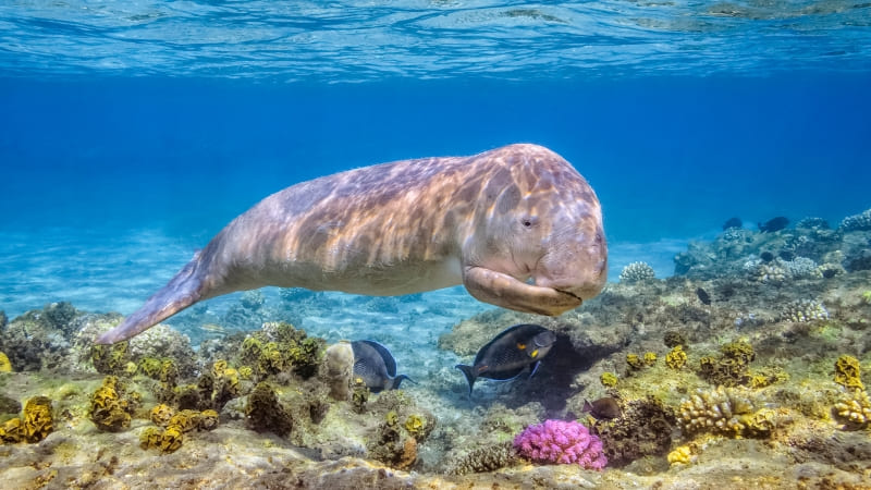 Dugong swimming among the coral reefs in Marsa Alam.