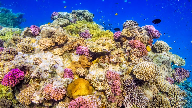 Close-up of colorful coral formations in Marsa Alam's reefs.