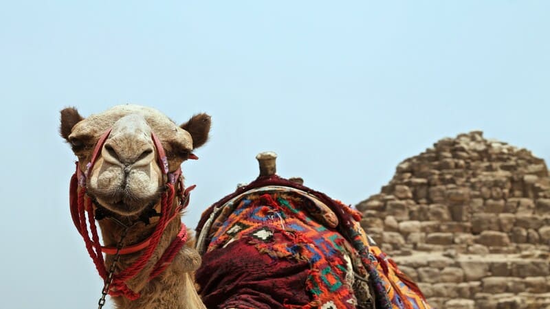 A camel adorned with colorful blankets and harnesses stands in front of an ancient pyramid in Egypt