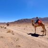 Sinai Desert Safaris