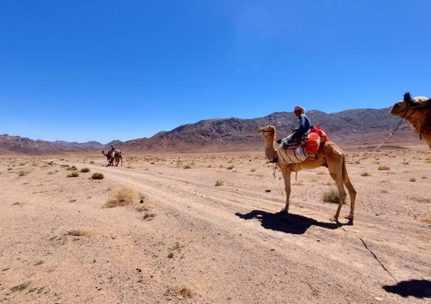 Sinai Desert Safaris