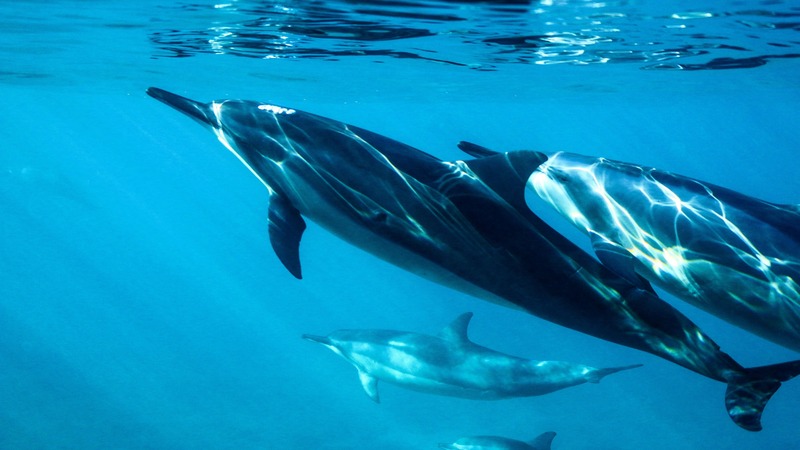 A group of dolphins swimming gracefully under the clear blue waters of the Red Sea