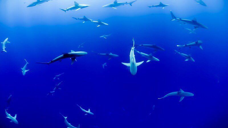 Multiple sharks swimming gracefully in the deep blue ocean