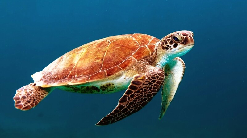 A sea turtle gracefully swimming in the deep blue ocean, showcasing its intricate shell and calm demeanor