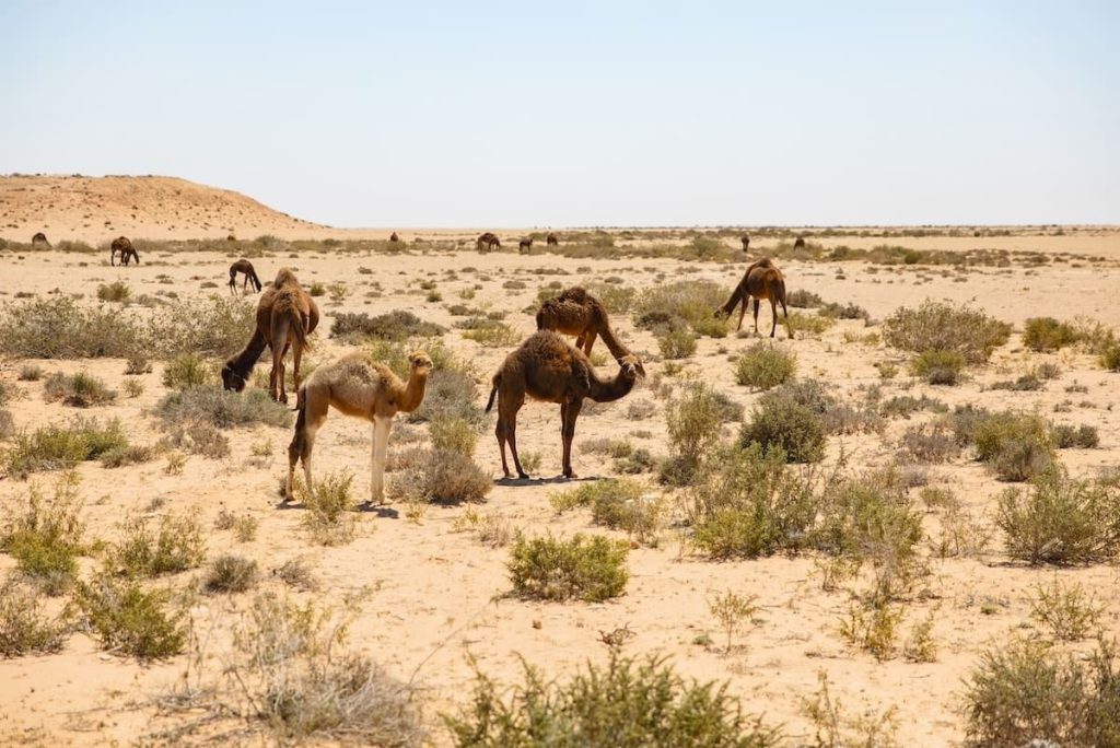 Camels resting in the serene landscape of egypt, surrounded by lush palm trees and the expansive desert