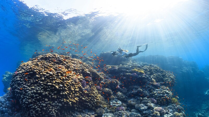 Diver exploring vibrant coral reefs under the sunlit waters of the Red Sea.