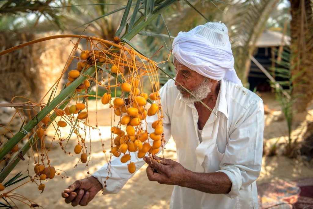 An elderly man in traditional attire inspecting a cluster of ripe dates on a palm tree in a rustic village setting.