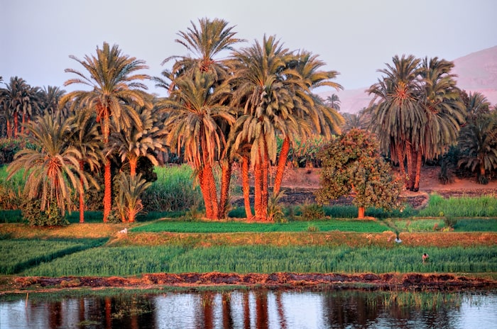 Temple Alignments: Kom Ombo and Edfu Temples Day Tour 