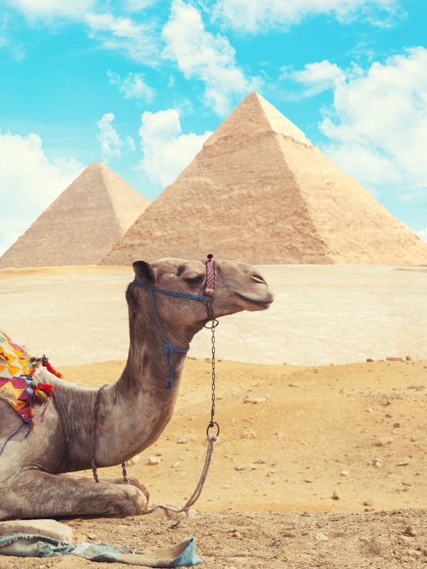 Camel with pyramids in the background