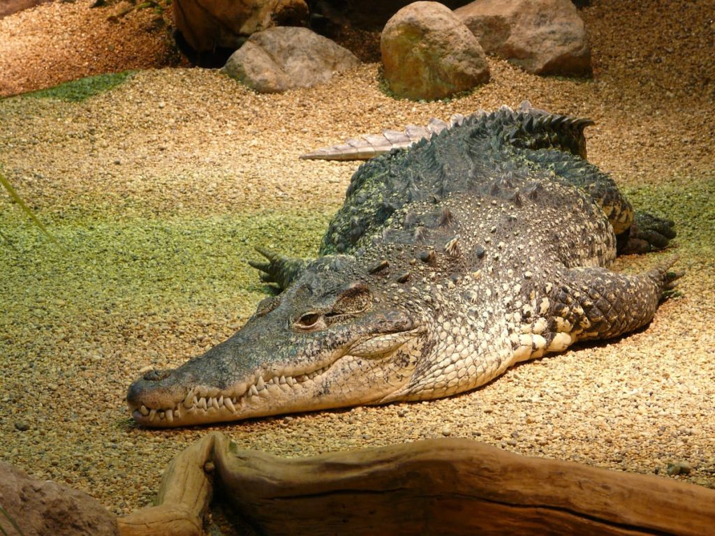 A large crocodile lying motionless on a gravel surface surrounded by rocks