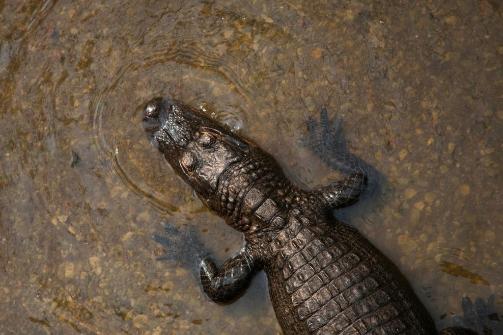 A small crocodile's head and back visible above water with clear visibility into the shallow river bed.