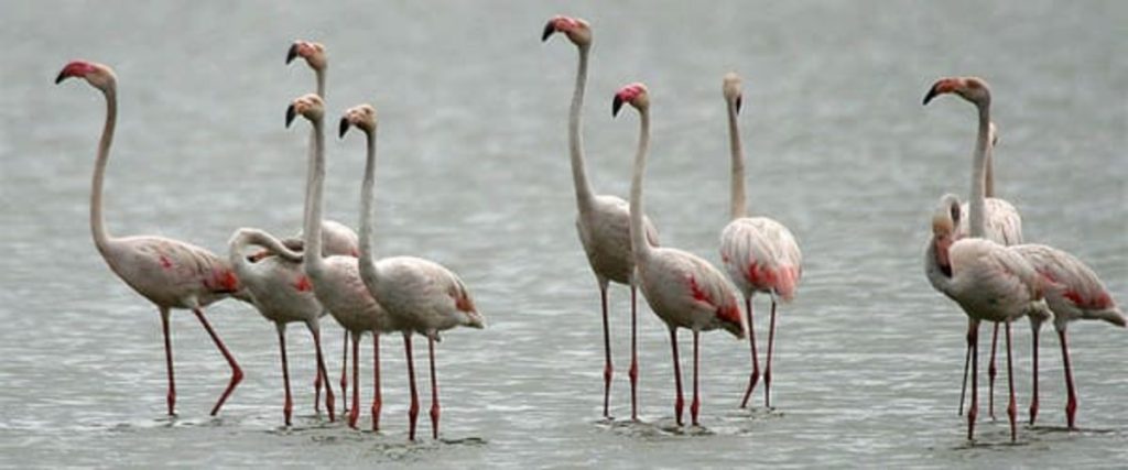 "A group of flamingos, varying in height and plumage color, standing in the shallow waters of Lake Qarun, displaying their distinct red and pink hues.