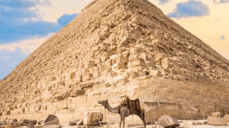 camel by the great pyramid