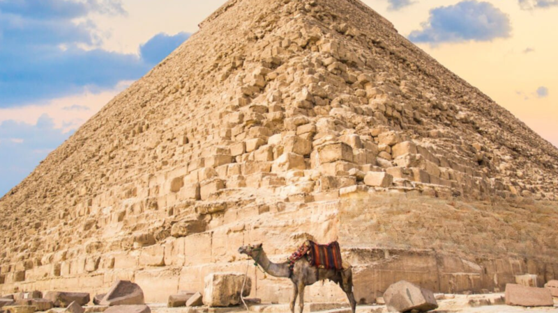 A solitary camel stands in front of the massive stone blocks of the Great Pyramid of Giza.