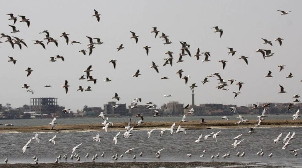 Numerous seabirds in flight over Lake Manzala, with the urban skyline of a nearby town visible in the background.