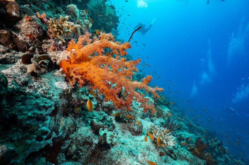 Underwater photo of orange soft coral on a rocky reef in the Red Sea, surrounded by small colorful fish, with clear blue water and a diver in the background.