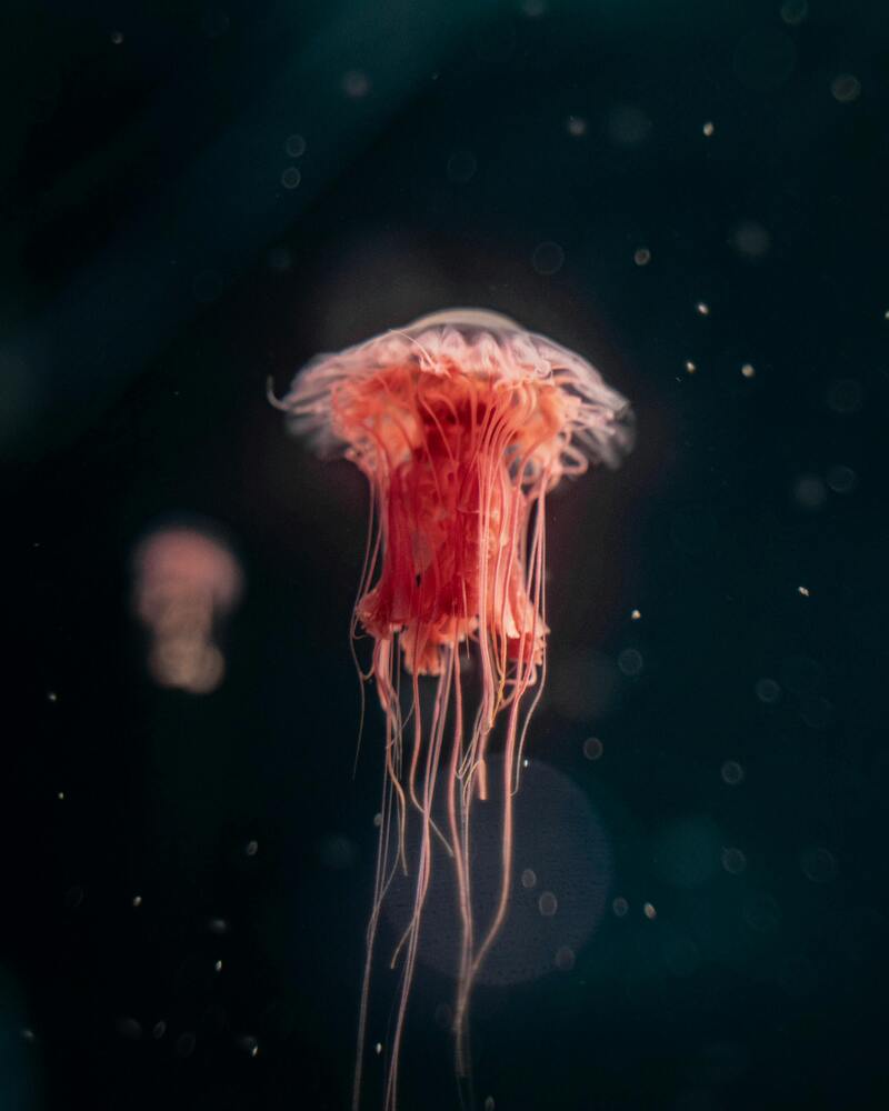 A close-up image of a delicate red jellyfish, suspended in a dark aquatic backdrop, surrounded by tiny illuminated particles, creating an ethereal underwater scene.