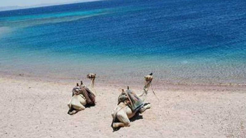 Two camels sitting on the sandy beach with the crystal-clear blue waters of the Red Sea in the background.