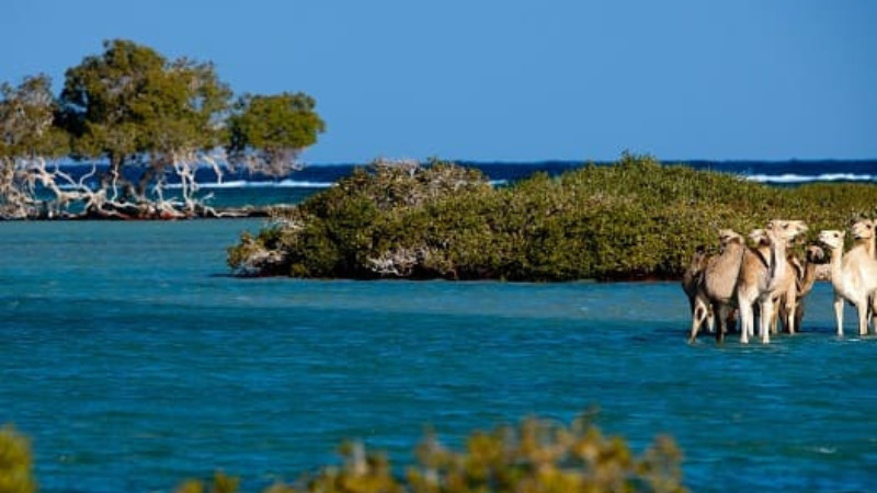 A group of camels standing in shallow turquoise waters near lush green mangroves, with the deep blue sea and a clear sky in the background.