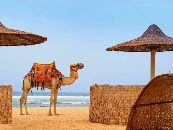 A decorated camel standing on a sandy beach near straw umbrellas, with the sea stretching into the horizon