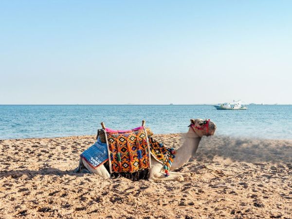 A camel resting on a sandy beach by the shore, adorned with colorful traditional blankets, with the blue sea and sky in the background