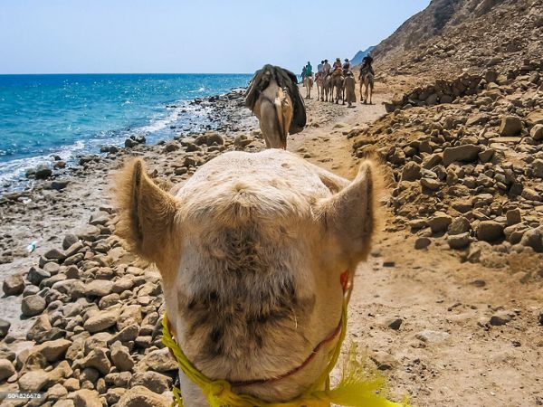 A close-up view of a camel’s head as it leads a caravan along a rocky seaside trail with blue waters in the background