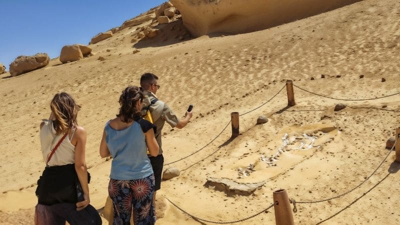 Visitors examining fossilized whale skeletons at the Wadi Al-Hitan site in Egypt, set against a desert backdrop