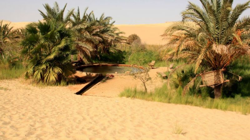 A natural spring surrounded by lush greenery and sand dunes in the desert