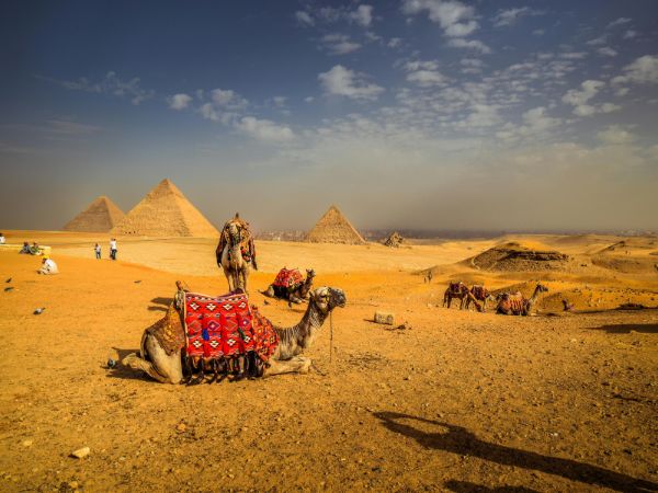 Camels resting in the desert with the iconic pyramids of Giza in the background under a partly cloudy sky