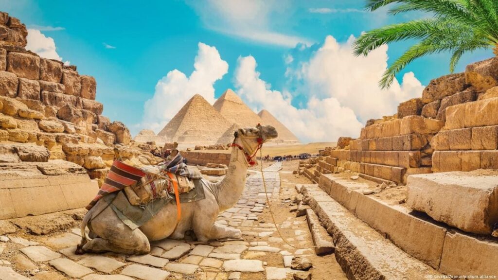 A camel resting on cobblestone with the Great Pyramids of Giza in the background under a bright blue sky.