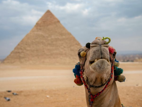 A close-up of a camel with a pyramid in the background under a cloudy sky in Cairo