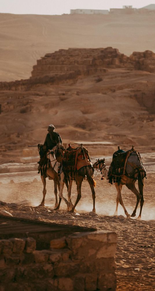 A man leading camels across the desert with ancient ruins visible in the background