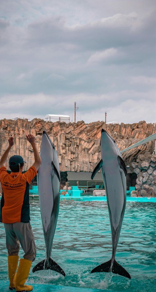 Trainer guiding two dolphins performing synchronized jumps in a marine park pool