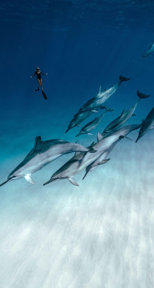 Snorkeler swimming alongside a pod of dolphins in clear blue ocean water