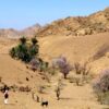 A picturesque view of Wadi Feiran in Sinai, featuring rugged desert terrain, lush palm trees, and blooming shrubs.