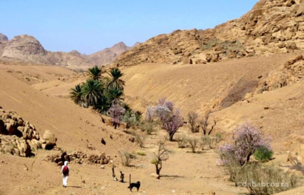 Wadi Feiran