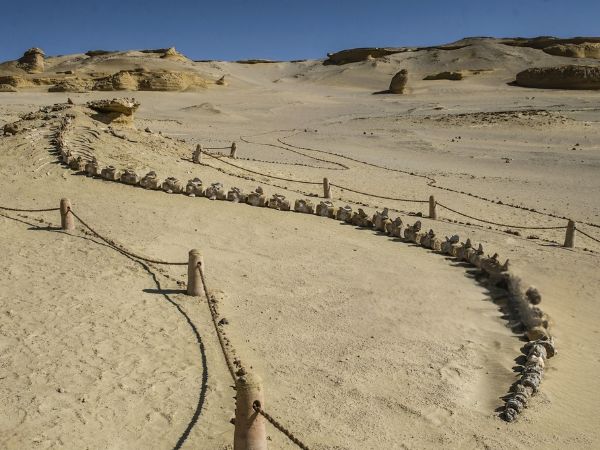 fossilized ancient whale skeleton in a sandy desert landscape