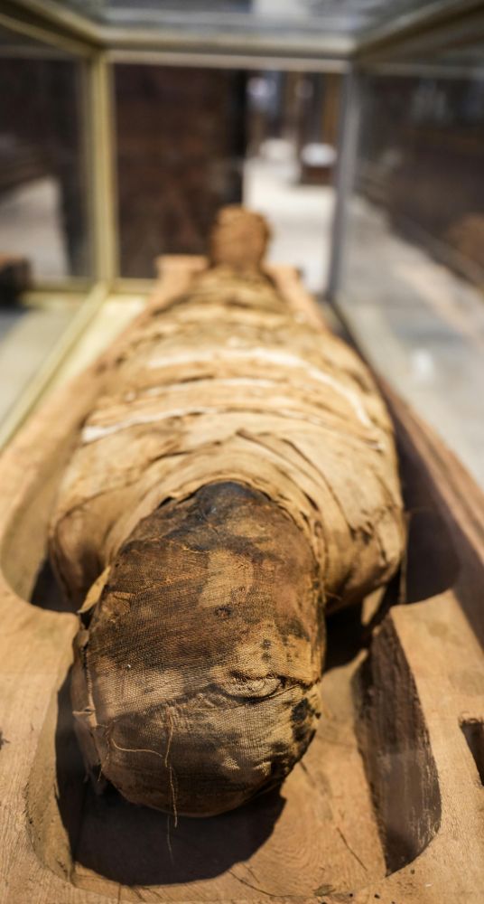 preserved mummy in a glass case