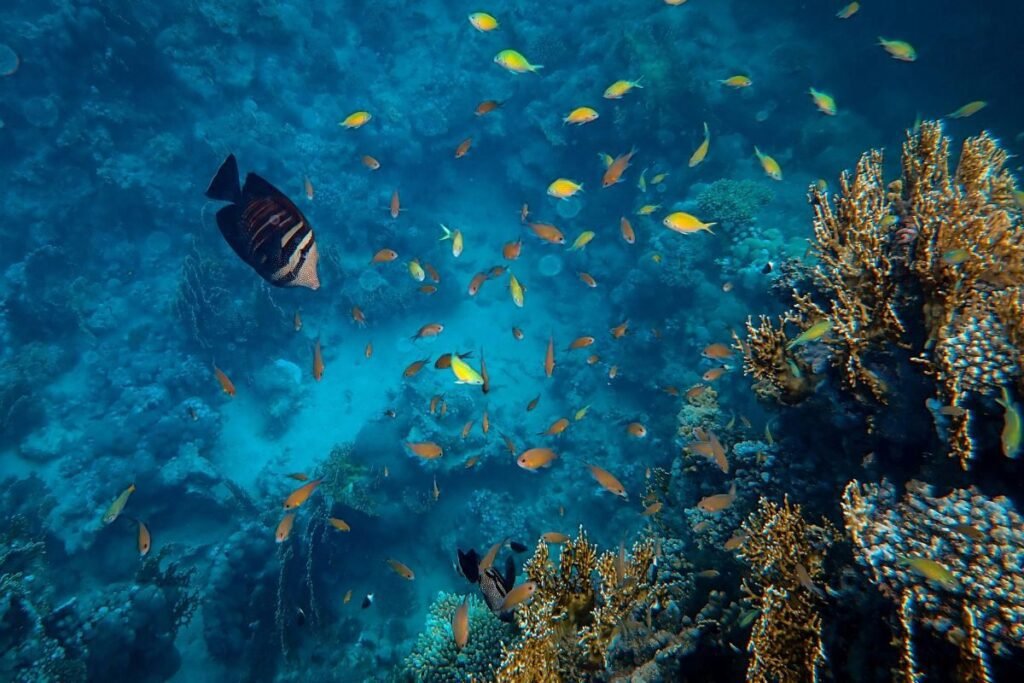 underwater archaeology and wreck diving in the red sea